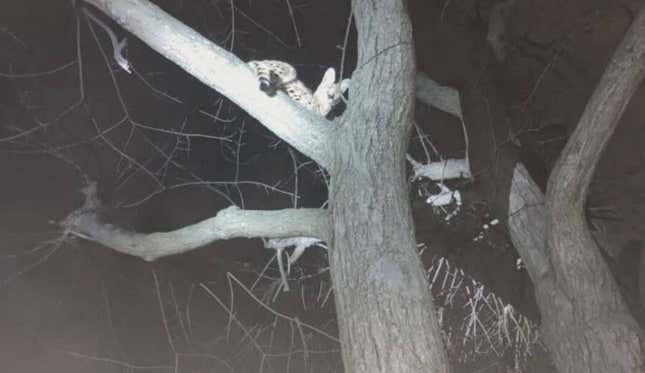 Encuentra un gato africano en Ohio (y da positivo por cocaína)