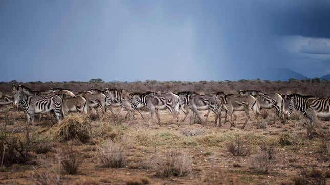 A herd of Grevy’s Zebra in Buffalo Springs National Reserve.