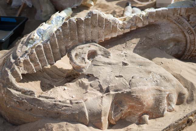 The partially uncovered head of the sphinx being recovered near Guadalupe, CA.