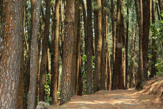 Picture of a forest