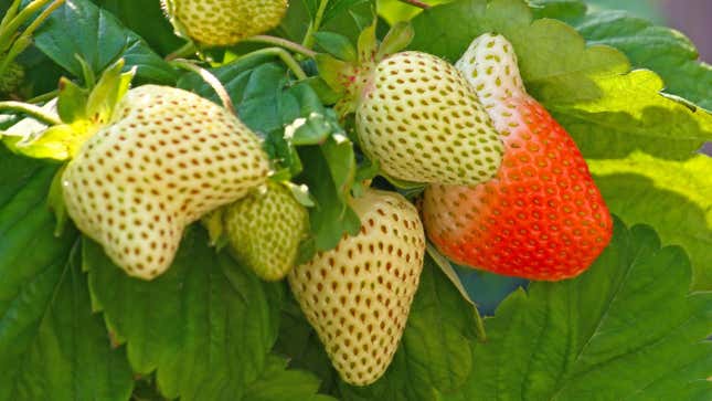 Image for article titled You Should Pick and Pickle Green Strawberries