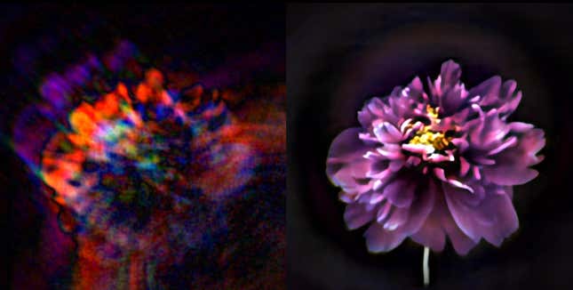 A flower as seen by metasurface cameras.