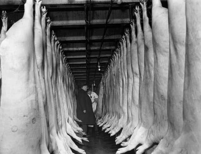 Hog carcasses ready for processing and packing in a Chicago meat packing plant. 