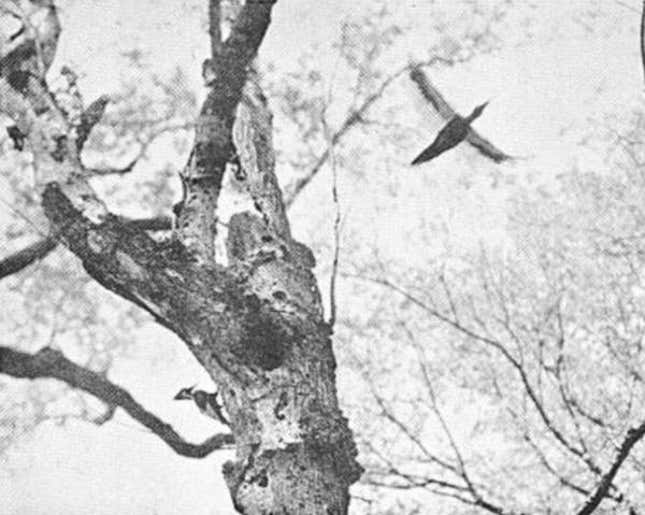 Un pájaro carpintero de pico de marfil en vuelo en 1935.