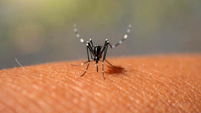 形象篇题为如何知道致命的蚊子传播的疾病出现在亚利桑那州