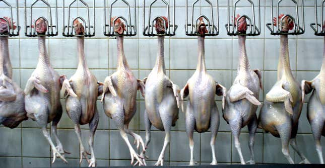 Slaughtered chickens hang from pegs at a processing plant