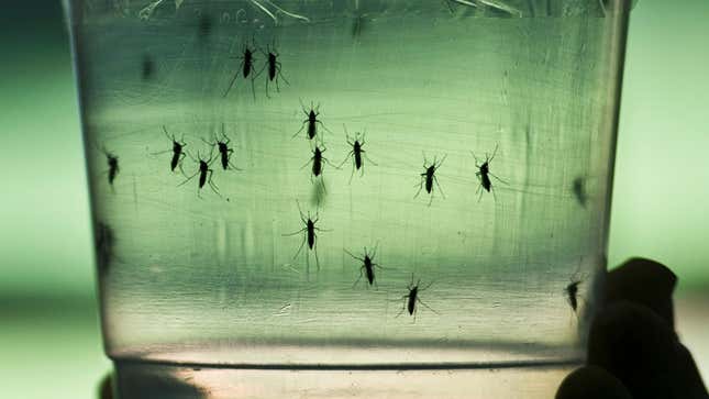 Aedes aegypti mosquitos, the primary vector of dengue, seen at a lab of the Institute of Biomedical Sciences of the Sao Paulo University, on January 8, 2016 in Sao Paulo, Brazil