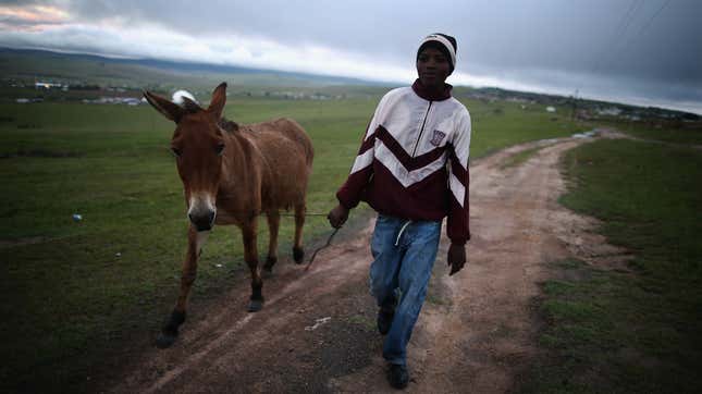A young man walks along a dirt road holding a leash of a donkey walking beside him.