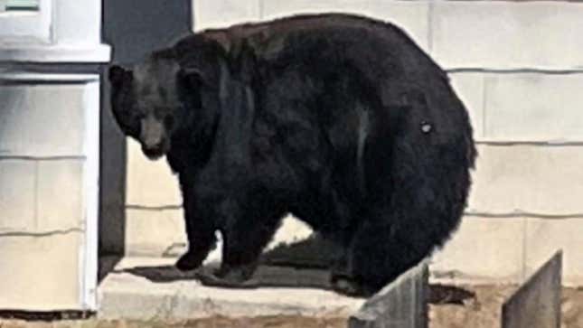 Female black bear 64F was captured after breaking in to 21 homes