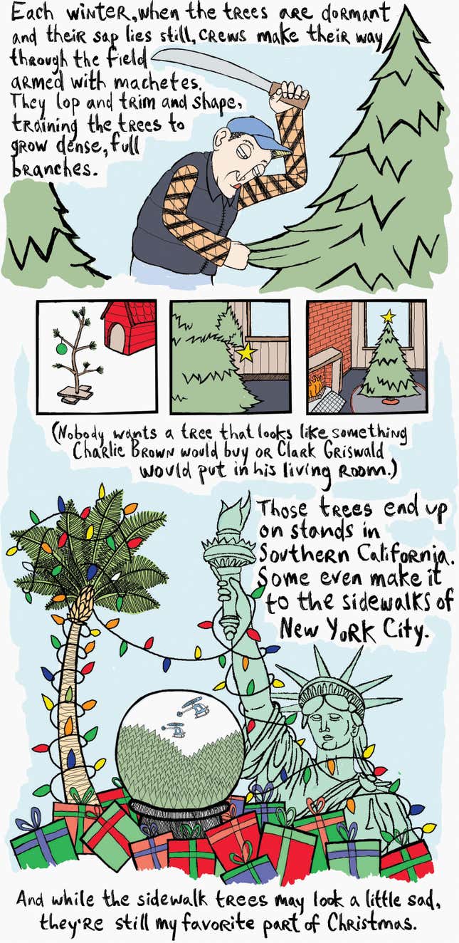 Image for article titled The life of a Christmas tree before it winds up in your house