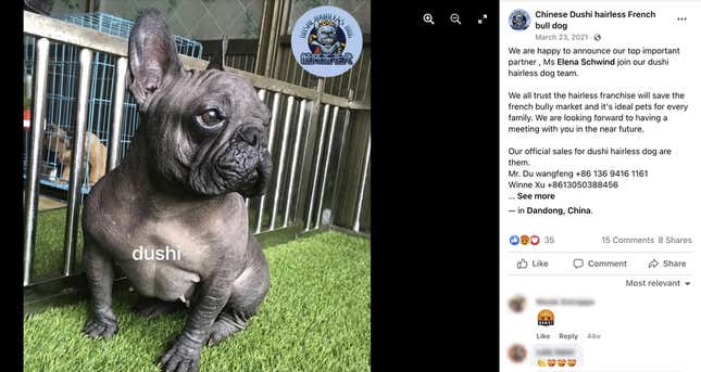 Imagen para el artículo titulado Los veterinarios están furiosos por la última tendencia para perros: bulldogs franceses sin pelo