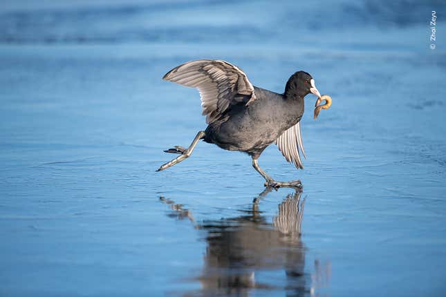 A coot scrambles across an icy surface with a loach in its mouth.