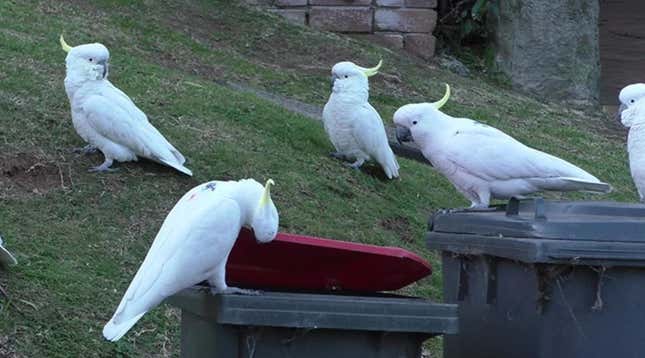 Imagen para el artículo titulado Las cacatúas australianas se están enseñando unas a otras a abrir y asaltar los cubos de la basura