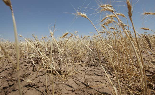A wheat field in drought.