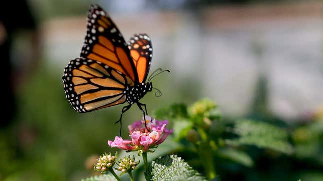 Imagen para el artículo titulado Es oficial: la mariposa monarca está en peligro de extinción