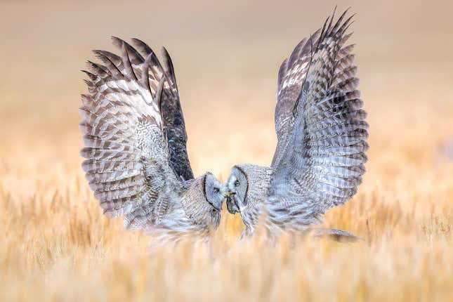 A great grey owl hands off food to a juvenile.