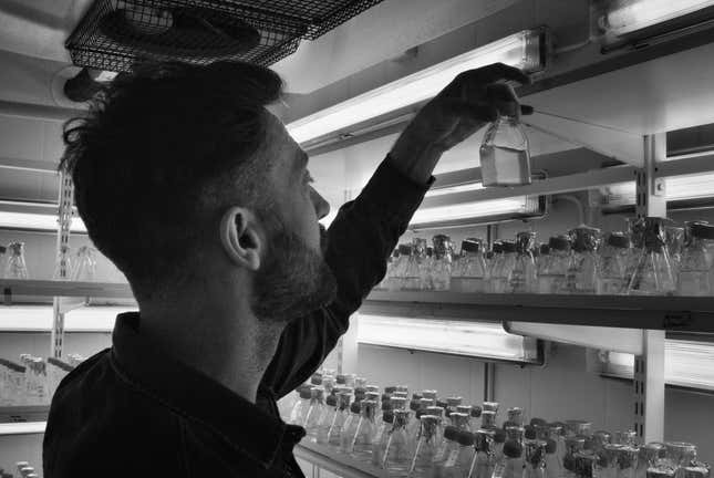 Martin Olofsson, researcher at Linnaeus University, studies algae samples in his lab in Kalmar.