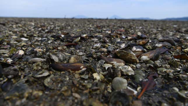 A view of dead mollusks in Conchagua, El Salvador, on November 19, 2019