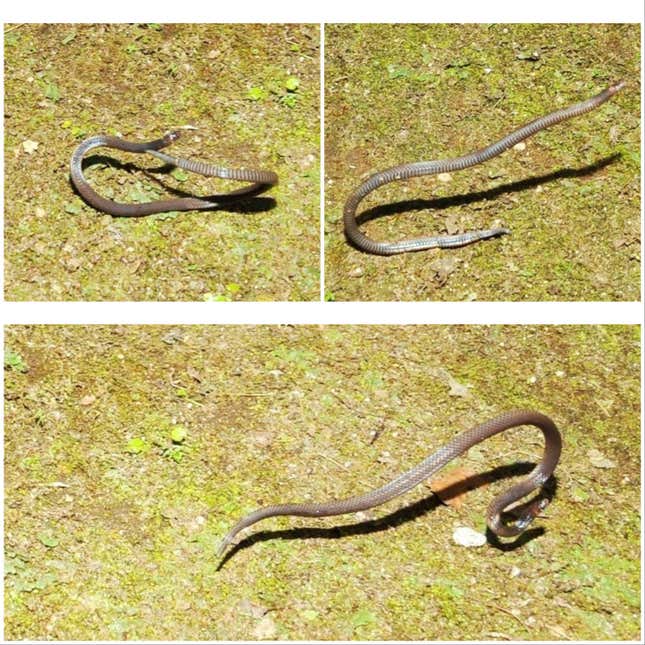 The dwarf reef snake captured on camera rolling away, in clockwise order from top left.
