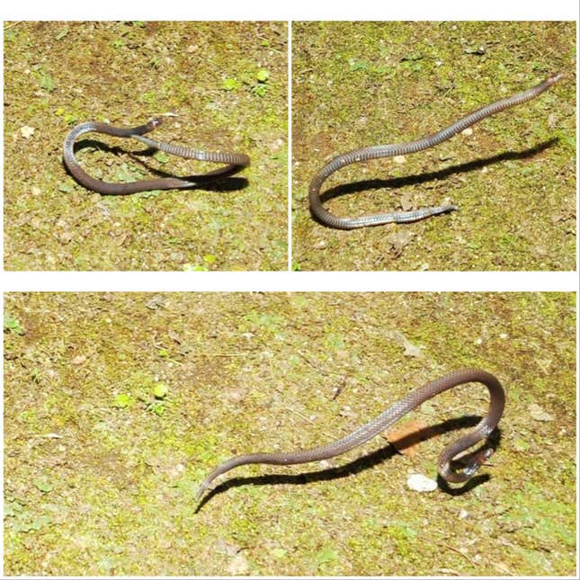 La serpiente de arrecife enana capturada por la cámara rodando, en el sentido de las agujas  del reloj desde la parte superior izquierda.