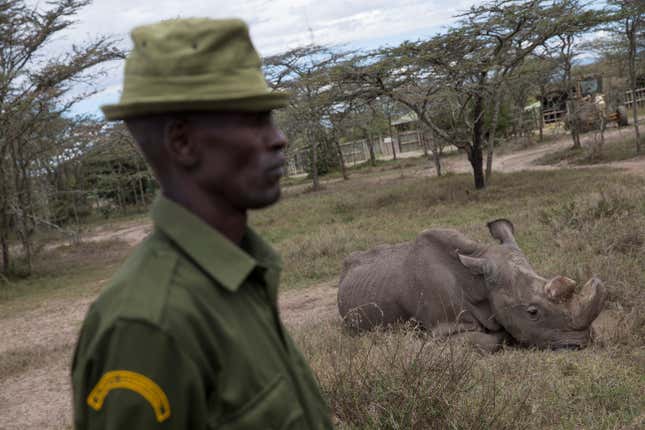 Kenya Rhinos: Photos of the last three northern white rhinos in existence