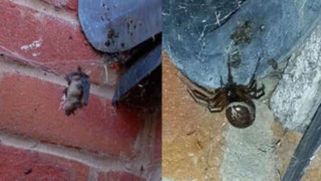 Descubren por primera vez a una araña falsa viuda negra devorando un murciélago