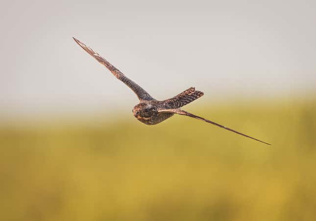 A common nighthawk in flight.