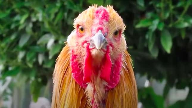 Large chicken staring into camera