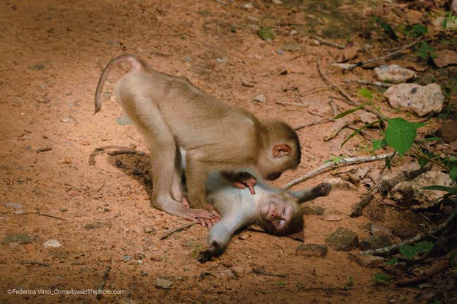 A monkey lies down, relaxed, as its friend checks on it.