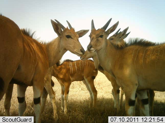 Image for article titled Photos: The secret lives of the Serengeti’s most elusive wild animals