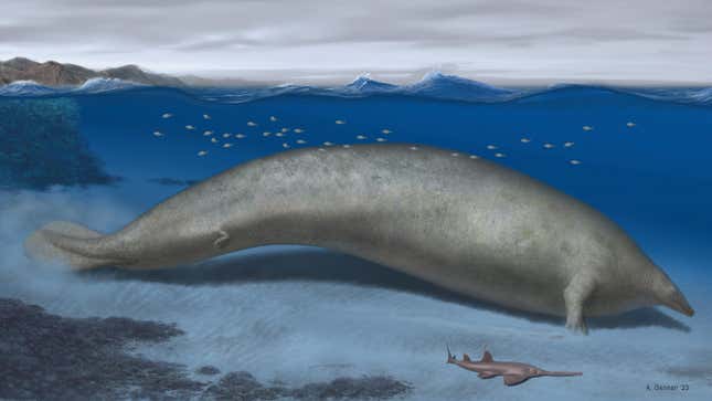 A life reconstruction of the ~66-foot (~20-meter) extinct whale P. colossus.