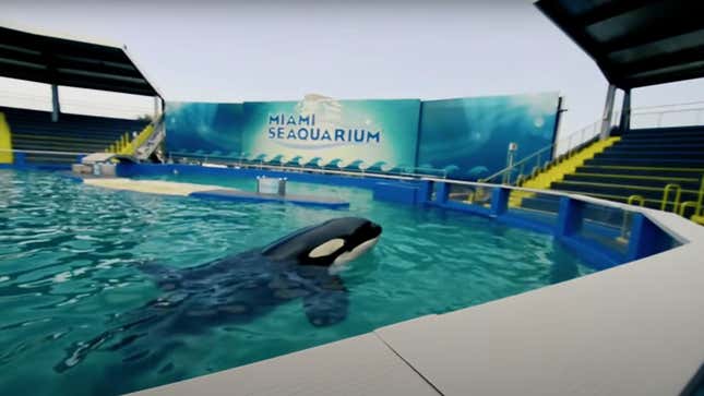 Lolita the Orca Will Return to the Sea After 52 Years Trapped in a Tank 0ec64647ad0407699763e8b63186a2c5