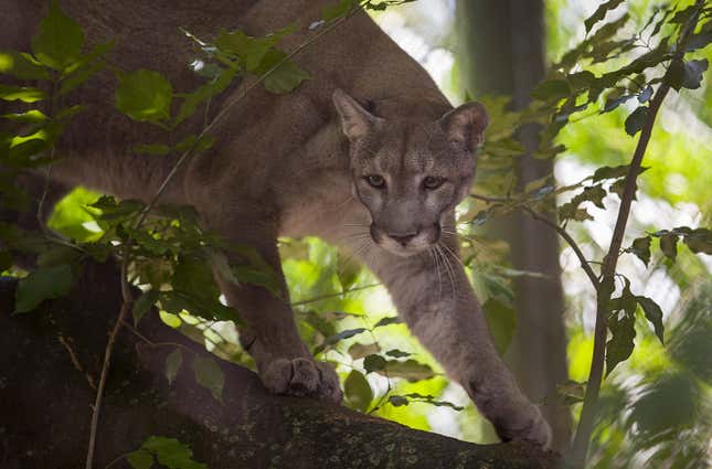A Florida panther slinks down a tree at the Palm Beach Zoo in Florida.