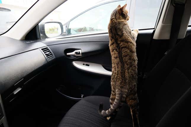 A tabby cat is standing on a black car seat, looking out the window.