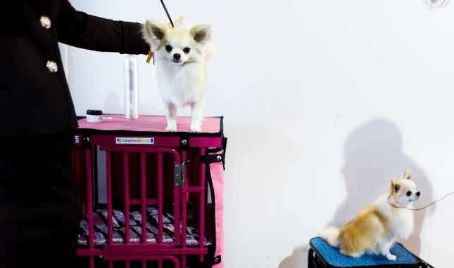 Image for article titled King’s realm: Behind the scenes at the Westminster Dog Show
