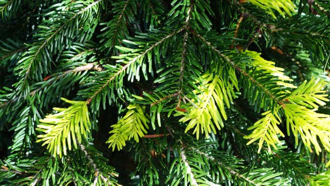 Image for article titled 15 of the Best Species of Live Christmas Trees (and Which to Choose)
