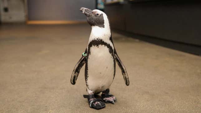 An African penguin named Beach Donkey walks through New England Aquarium exhibit halls in custom shoes, October 2022.