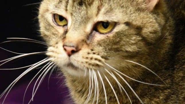 Close-up of cat