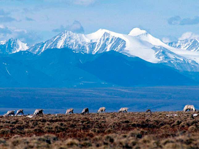 FILE - Caribou graze in the Arctic National Wildlife Refuge in Alaska, on June 1, 2001. In an aggressive move that angered Republicans, the Biden administration on Wednesday, Sept. 6, 2023, canceled seven oil and gas leases in Alaska&#39;s Arctic National Wildlife Refuge, overturning sales held in the Trump administration&#39;s waning days, and proposed stronger protections against oil drilling in 13 million acres of wilderness in the state&#39;s National Petroleum Reserve. (AP Photo/File)