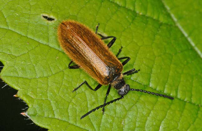 Imagen para el artículo titulado Los escarabajos usan bolsillos para guardar sus bacterias cuando pasan por una metamorfosis