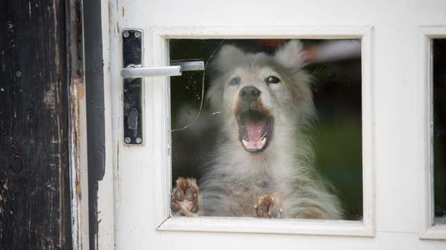Image for article titled How to Get Your Dog to Stop Barking at the Mail Carrier