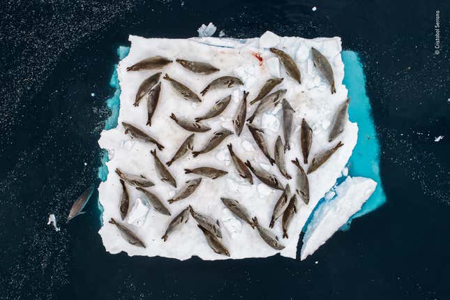 Seals in Antarctica