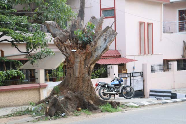Image for article titled In India’s Silicon Valley, dying trees mirror a beautiful city’s dreadful decline