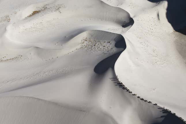 Caravan of yaks in the dunes near Skardu, the Indus valley.