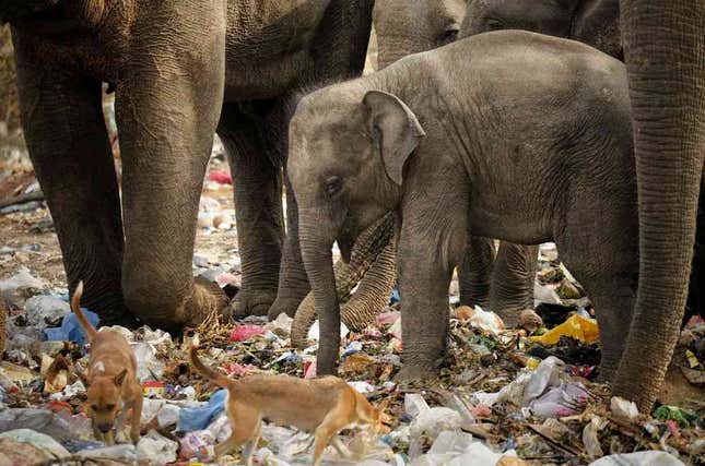 elephant forage