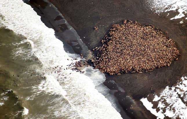 Walruses ashore for lack of sea ice.
