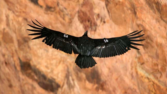 A condor in flight near the Grand Canyon.