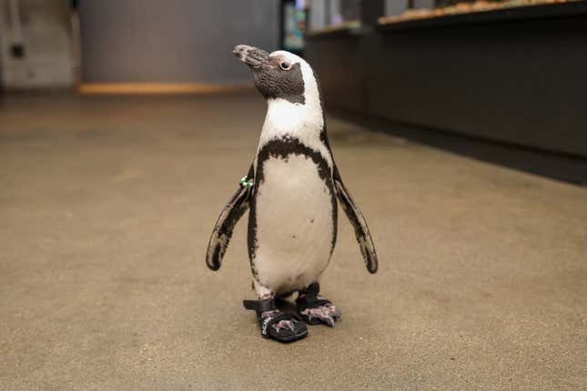 African penguin “Beach Donkey” walks through the New England Aquarium’s exhibit halls in custom shoes. October 2022.