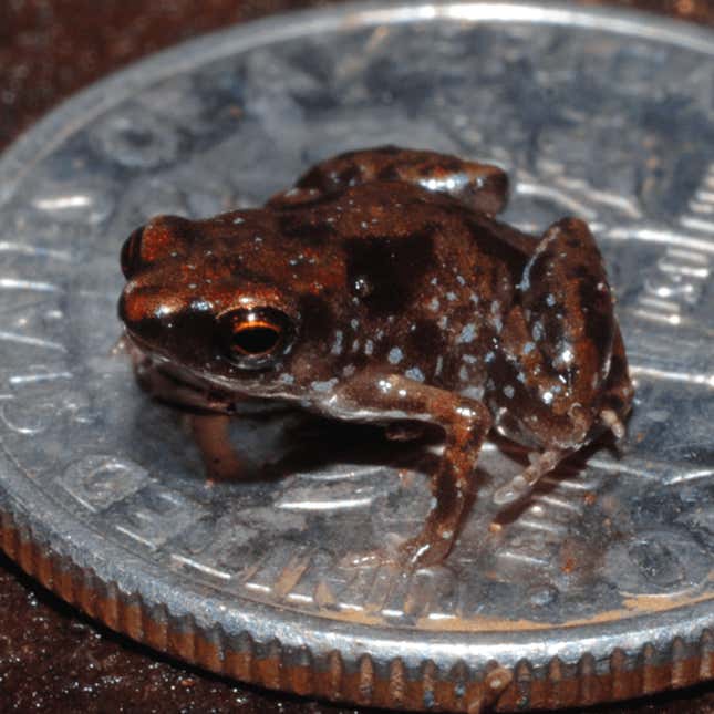 Paedophryne amauensis is still the record holder.