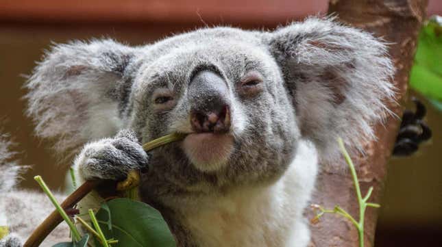 Un koala comiendo eucalipto.